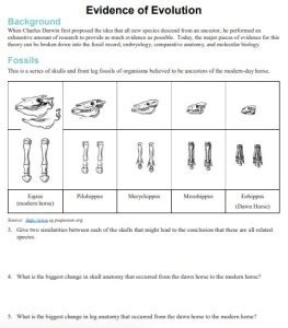 Evidence for Evolution Worksheet 的图像结果