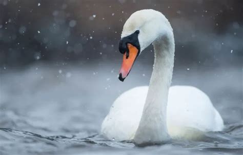 Wallpaper winter, white, look, water, snow, bird, portrait, Swan for ...