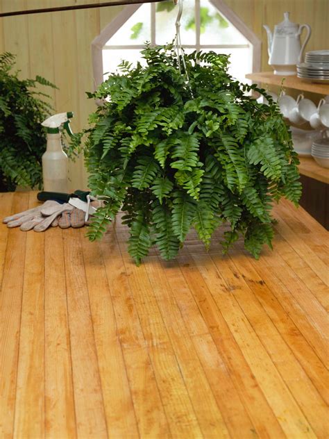 How To Take Care Of A Fern Plant » Plasticlee