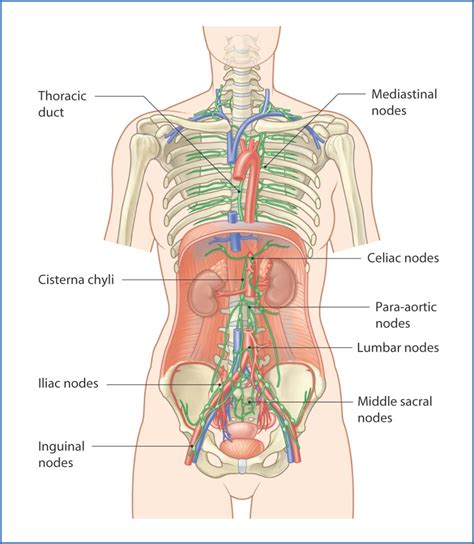 Image result for Lymph Trunk Function