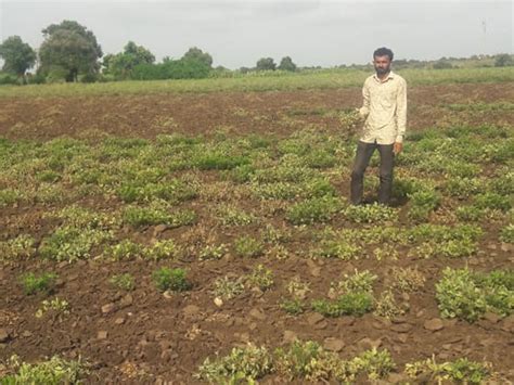 Farmer's hard work has been eaten by moths, groundnut crop has dried up ...
