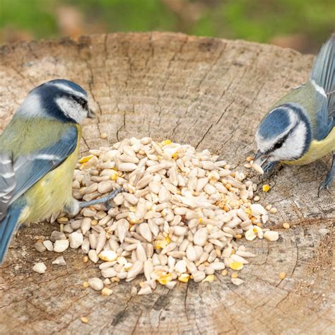 Hi-Energy No Mess Bird Seed Mix | Premium Bird Food