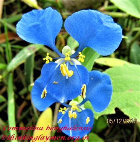 Medicinal Plant Details