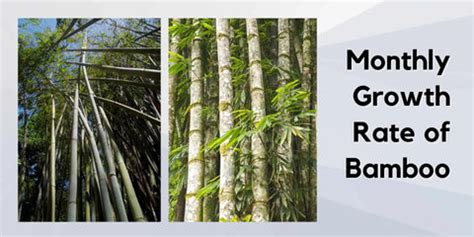 Bamboo Growth Rates: Daily, Weekly, & Monthly Insights – Meserii
