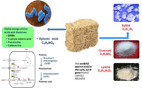 Engineered Corynebacteria for production of amino acids and high value ...