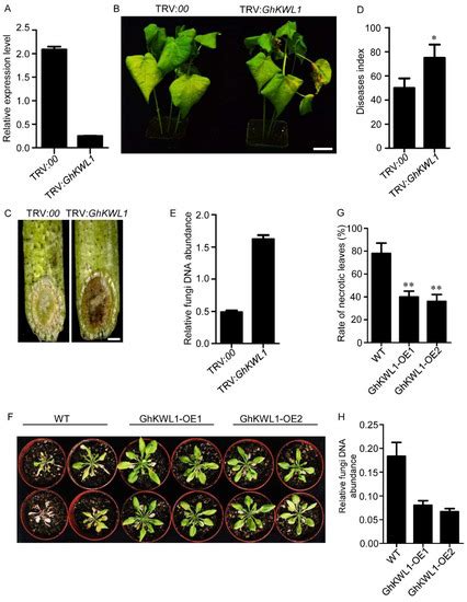 GhKWL1 Upregulates GhERF105 but Its Function Is Impaired by Binding ...