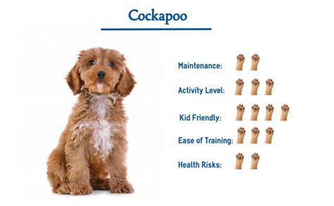 Image result for Dogs 101 Cockapoo