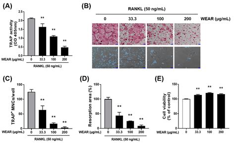 Water Extract of Agastache rugosa Prevents Ovariectomy-Induced Bone ...
