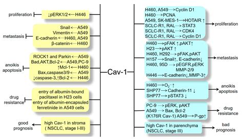 Multifaceted Roles of Caveolin-1 in Lung Cancer: A New Investigation ...