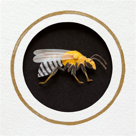 Squash Bee – The Paper Ark