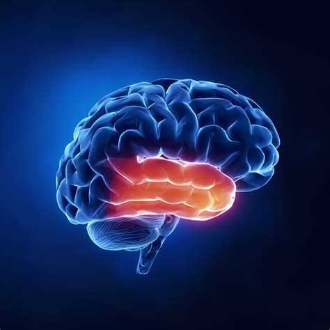 Temporal Lobe Resection - The Defeating Epilepsy Foundation