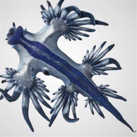 Slideshow: Weirdest Animals