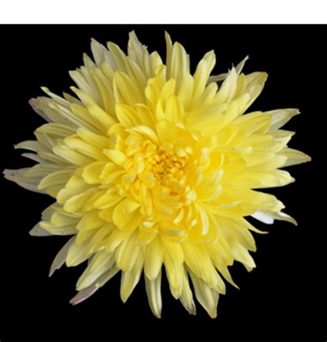 Chryansthemum – Technology Transfer Unit for the Industry Partners ...