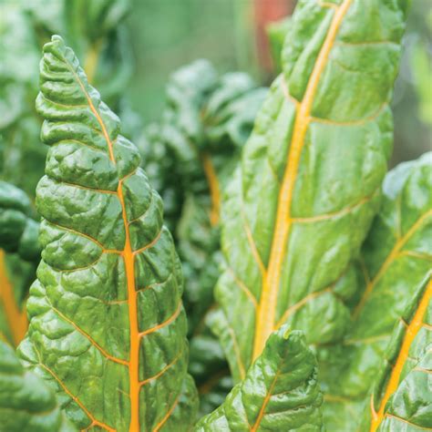 Unwins Swiss Chard Bright Yellow Seeds - Vegetables - Unwins UK