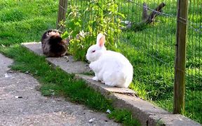 Image result for Fluffy Rabbit Toy