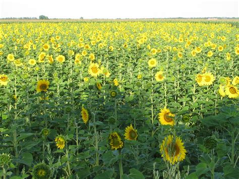 Huge field of sunflowers blooming at U.P. farm is ready for visitors ...