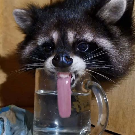 [100+] Funny Raccoon Pictures | Wallpapers.com