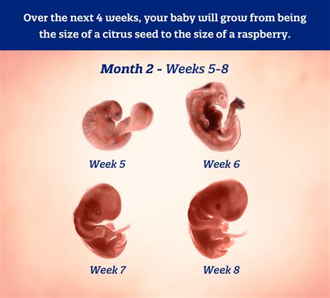 2 Months Pregnant: What to Expect | Enfamil