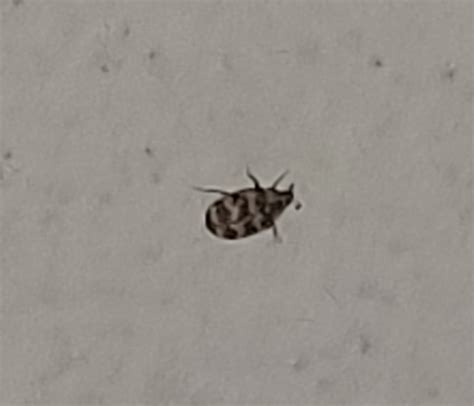 Carpet beetle - PEST CONTROL CANADA