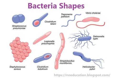 What is Bacteria बैक्टीरिया