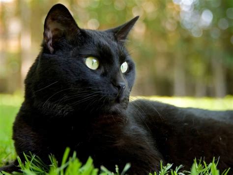 Diwali 2023 : लक्ष्मी मातेच्या आगमनाचे संकेत असतात या गोष्टी ...