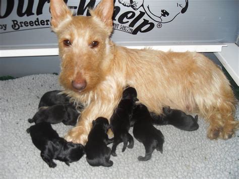 Love this red wheaten scottie from Rocky Creek Scotties | The things I ...