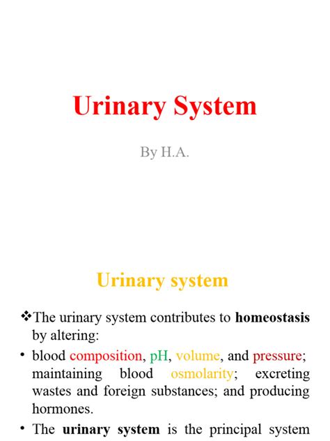 Image result for Urinary System.pdf