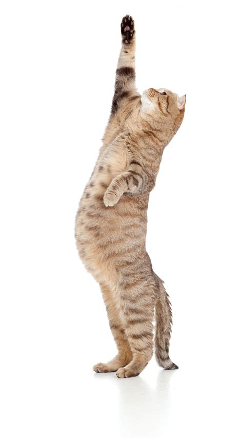 Pregnant Cat? What To Prepare For The Birth