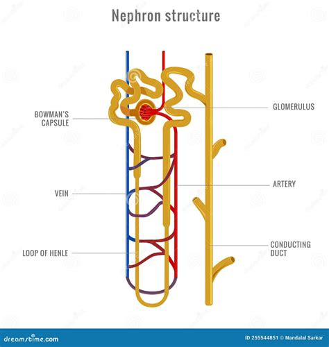 Structure Of A Nephron. Formation Of The Urine Vector Illustration ...