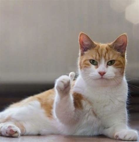 Image result for Backyardigans Great Job Meme