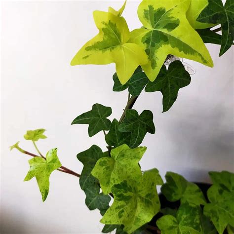English Ivy Plant