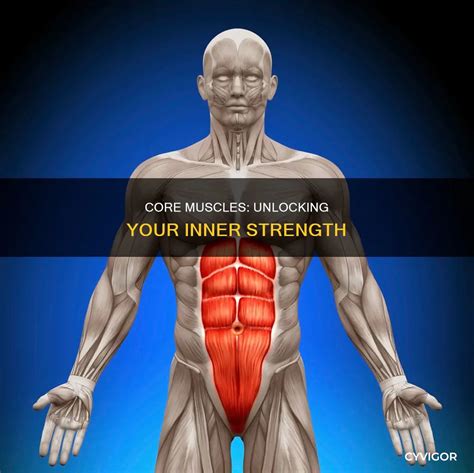 Inner Core Muscle 的图像结果
