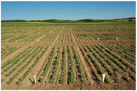 International Journal of Plant Biology | An Open Access Journal from MDPI