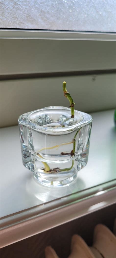 "I lived, Bitch!" : r/houseplants