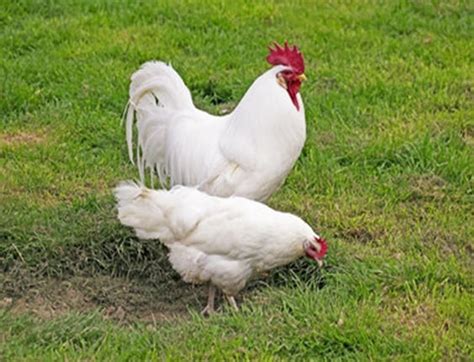 Hyline White Leghorn Chicks, Female | Strombergs Chicks & Game Birds