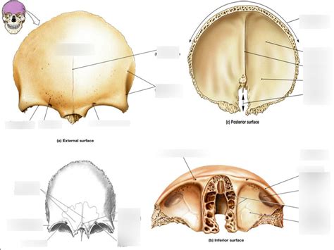 Image result for Frontal Bone Function