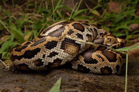Image result for Python Turtle Recursive Fractal Code