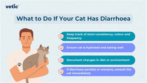 Diarrhoea in Cats: How to Stop Loose Motion in Cats