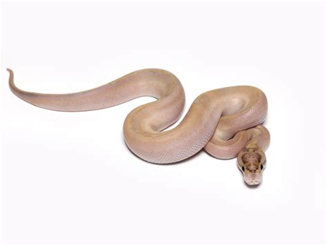 Morph List - World of Ball Pythons