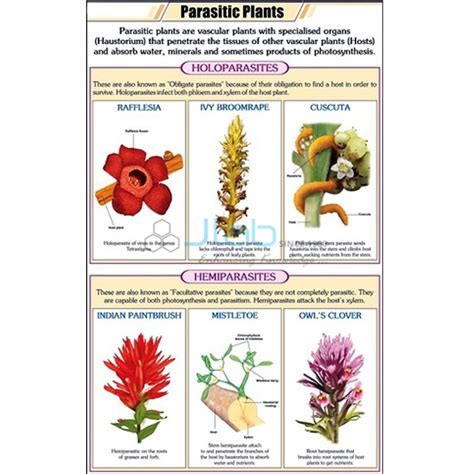 Parasitic Plants Chart India, Parasitic Plants Chart Manufacturer ...