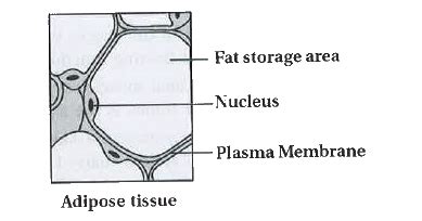 Describe characteristics and types of connective tissue.