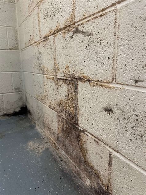 Mold vs Mildew: How to Tell the Difference • iDry Columbus