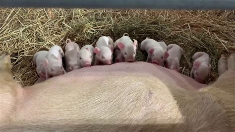 Tiny piglets having milk猪宝宝 - YouTube
