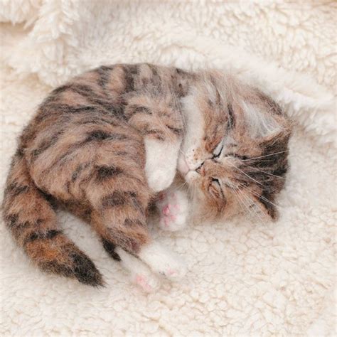 Image result for Wool Animals