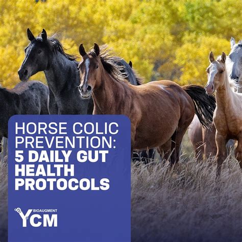 Horse Colic Prevention: 5 Daily Gut Health Protocols