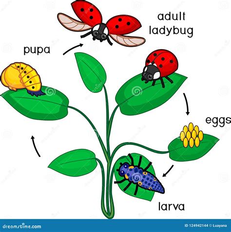 Life Cycle of Ladybug. Stages of Development of Ladybug from Egg To ...