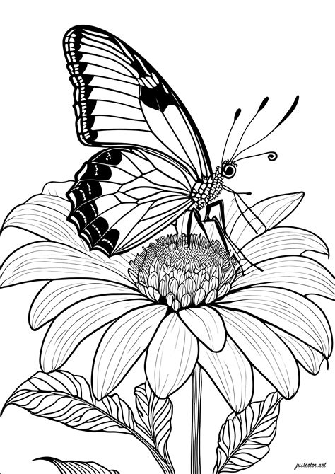 Butterfly And Flower Coloring Pages