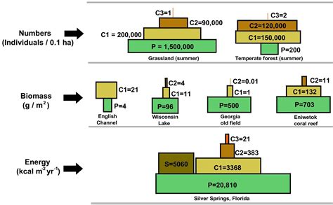 Image result for Ecological Pyramids Explained