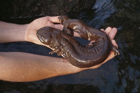 hellbender students 3 | FWS.gov