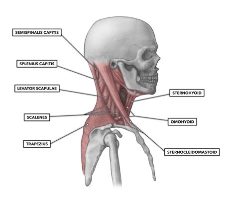 Regiao Cervical Anterior
